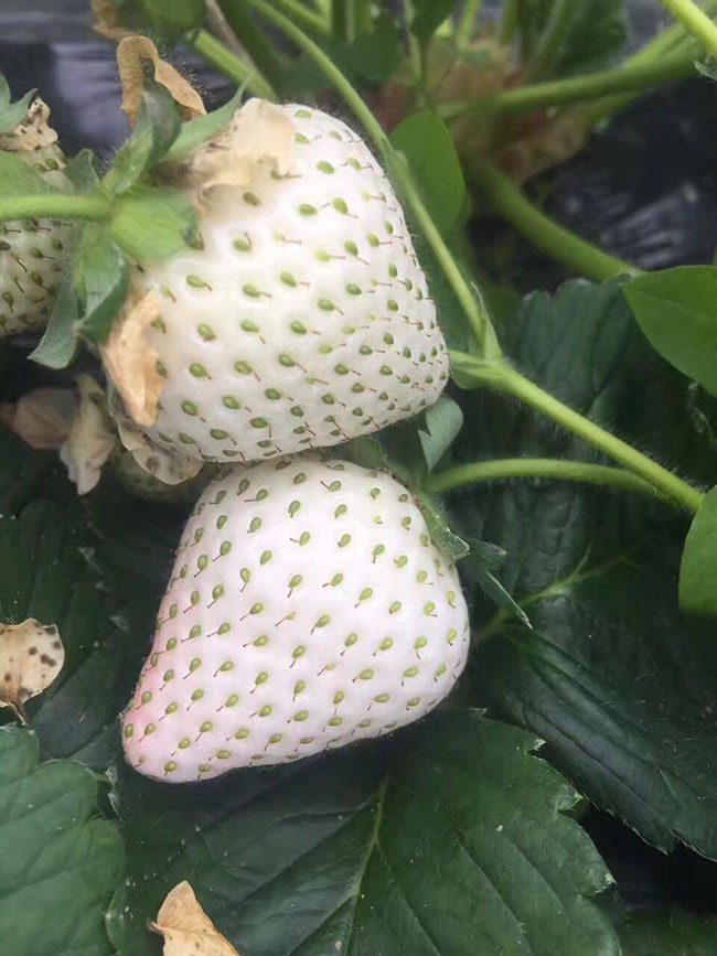 白草莓