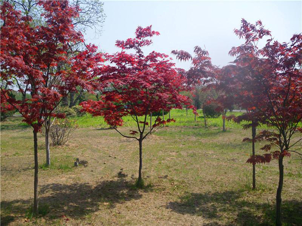 紅楓樹