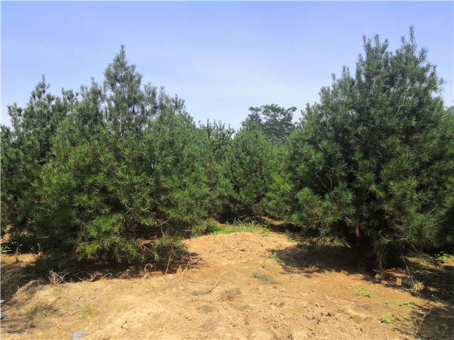 沭陽長景園林白皮松種植基地實(shí)拍圖片