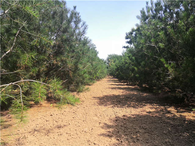 沭陽長景園林白皮松種植基地實(shí)拍圖片