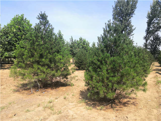 沭陽長景園林白皮松種植基地實(shí)拍圖片