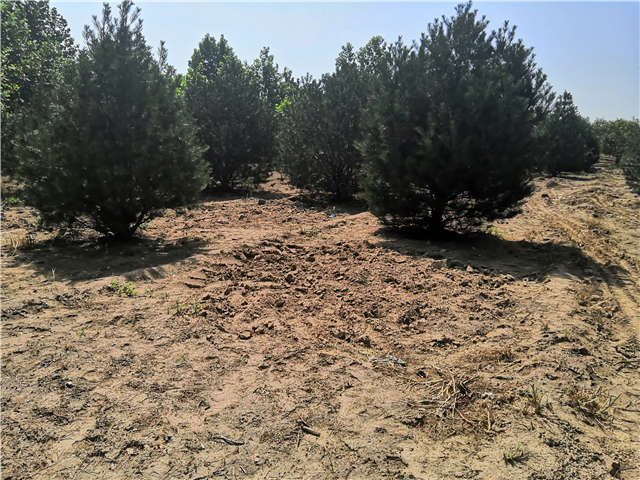 沭陽長景園林白皮松種植基地實(shí)拍圖片