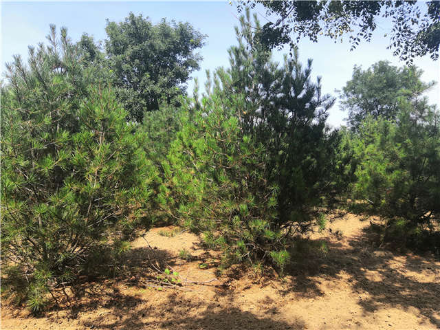 沭陽長景園林白皮松種植基地實(shí)拍圖片