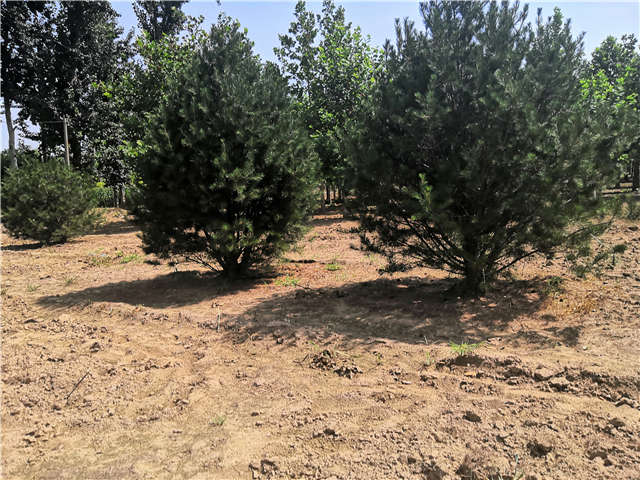 沭陽長景園林白皮松種植基地實(shí)拍圖片