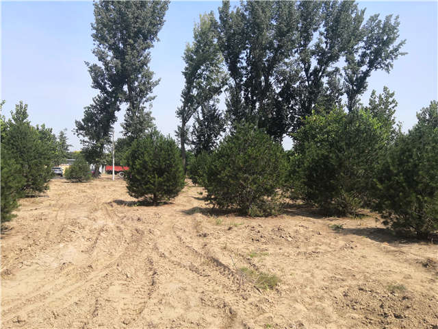 沭陽長景園林白皮松種植基地實(shí)拍圖片