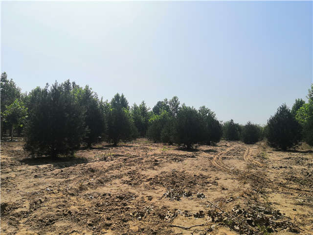 沭陽長景園林白皮松種植基地實(shí)拍圖片