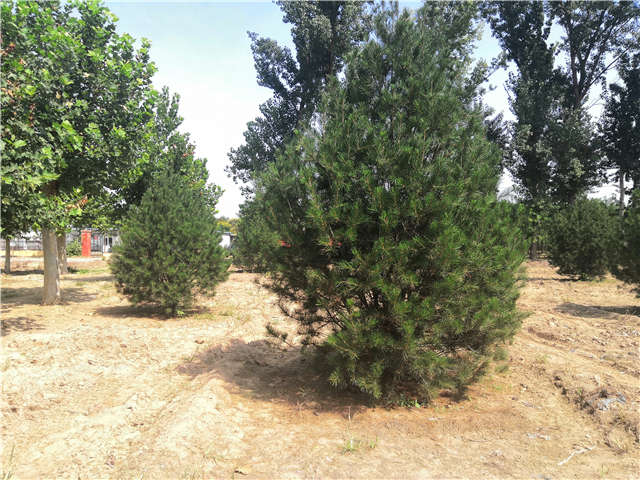 沭陽長景園林白皮松種植基地實(shí)拍圖片