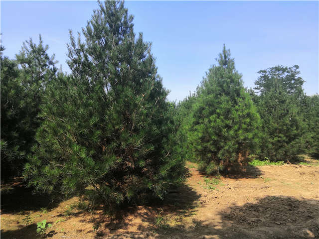 沭陽長景園林白皮松種植基地實(shí)拍圖片