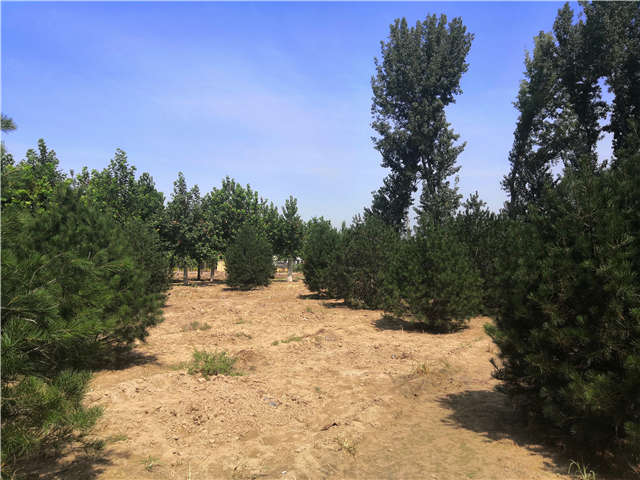 沭陽長景園林白皮松種植基地實(shí)拍圖片