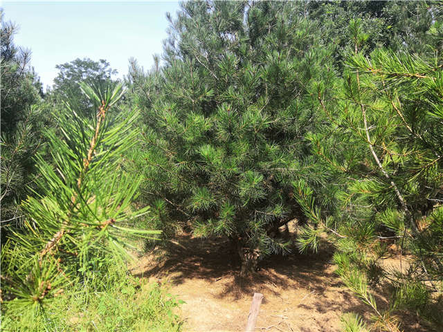 沭陽長景園林白皮松種植基地實(shí)拍圖片