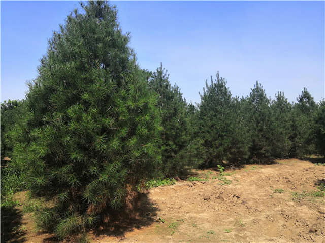 沭陽長景園林白皮松種植基地實(shí)拍圖片