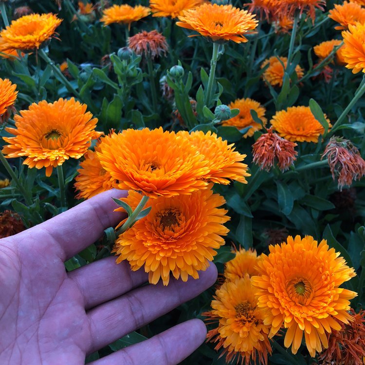 金盞花
