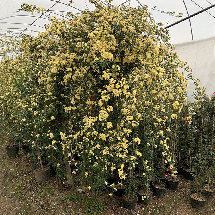 黃色木香花